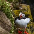 Papageitaucher (Fratercula arctica)