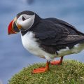 Papageitaucher (Fratercula arctica)
