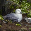 Eissturmvogel (Fulmarus glacialis)