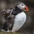 Papageitaucher (Fratercula arctica)