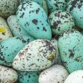 Eier der Trottellumme (Uria aalge)