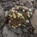 Trauben-Steinbrech, Rispen-Steinbrech  (Saxifraga paniculata)