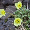Arktischer Mohn (Papaver radicatum)