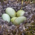 Eier der Eiderente  (Somateria mollissima)