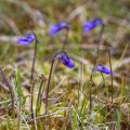 Gemeines Fettkraut (Pinguicula vulgaris)