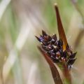 Starre Segge (Carex bigelowii)