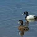 Bergenten (Aythya marila)