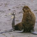 Nördlicher Seebär (Callorhinus ursinus); Nordfellrobben