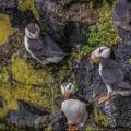 Hornlund (Fratercula corniculata)