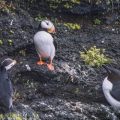 Hornlund (Fratercula corniculata)
