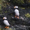 Hornlund (Fratercula corniculata)