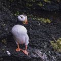 Hornlund (Fratercula corniculata)
