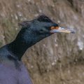 Rotgesichtscharbe (Phalacrocorax pelagicus)