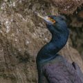 Rotgesichtscharbe (Phalacrocorax pelagicus)
