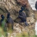Rotgesichtscharbe (Phalacrocorax pelagicus)