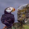 Hornlund (Fratercula corniculata)