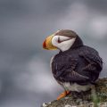 Hornlund (Fratercula corniculata)
