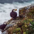 Hornlund (Fratercula corniculata)