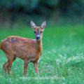 Reh (Capreolus capreolus)
