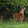Rehbock (Capreolus capreolus)