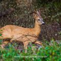 Rehbock (Capreolus capreolus)