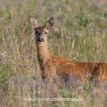 Reh (Capreolus capreolus)