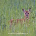 Rehkitz (Capreolus capreolus)