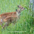 Rehkitze (Capreolus capreolus)