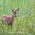 Rehkitz (Capreolus capreolus)