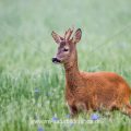 Rehbock (Capreolus capreolus)