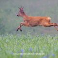 Rehbock (Capreolus capreolus)