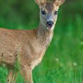 Rehkitz (Capreolus capreolus)