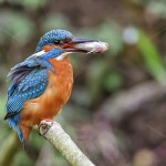 Eisvogel (Alcedo atthis) Männchen