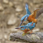 Eisvogel (Alcedo atthis) bei der Paarung