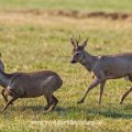 Rehe (Capreolus capreolus)