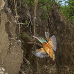 Eisvogel (Alcedo atthis) Weibchen