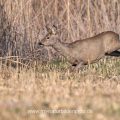 Rehgeiß (Capreolus capreolus)