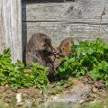 Junge Rotfüchse (Vulpes vulpes)