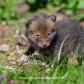 Junger Rotfuchs (Vulpes vulpes)