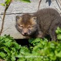 Junger Rotfuchs (Vulpes vulpes)