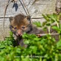 Junger Rotfuchs (Vulpes vulpes)