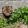 Junger Rotfuchs (Vulpes vulpes)