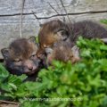 Junge Rotfüchse (Vulpes vulpes)
