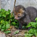 Junger Rotfuchs (Vulpes vulpes)