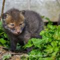 Junger Rotfuchs (Vulpes vulpes)