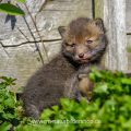 Junger Rotfuchs (Vulpes vulpes)