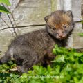 Junger Rotfuchs (Vulpes vulpes)