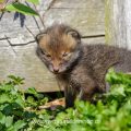 Junger Rotfuchs (Vulpes vulpes)