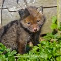 Junger Rotfuchs (Vulpes vulpes)