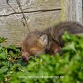 Junger Rotfuchs (Vulpes vulpes)